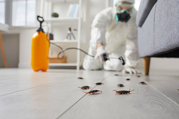 Post-Treatment Bed Bug Interceptor Monitoring in Rio Rico